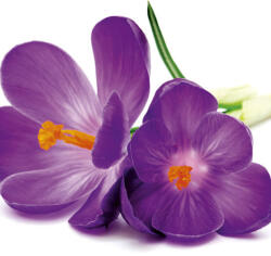 Dimex CROCUS fotótapéta, poszter, vlies alapanyag, 225x250 cm (MS-3-0144)