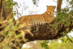 Dimex Vlies Fotótapéta - African Leopard - 375x250 cm (MS-5-0571)