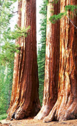 Dimex SEQUOIA fotótapéta, poszter, vlies alapanyag, 150x250 cm (MS-2-0102)