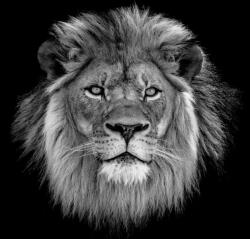 Consalnet Oroszlán poszter, fotótapéta, Vlies (368 x 280 cm) (C1-13996V10)