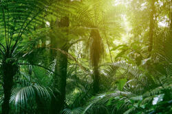 Dimex Vlies Fotótapéta - Tropical jungle tree - 375x250 cm (MS-5-1581)