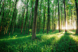 Dimex Vlies Fotótapéta - Green wood - 375x250 cm (MS-5-1899)