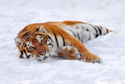 Dimex Vlies Fotótapéta - Siberian tiger - 375x250 cm (MS-5-0595)