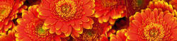 Dimex GERBERA öntapadós konyhai poszter, 260x60 cm (KI-260-059)