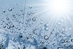 Dimex Vlies Fotótapéta - Blue dewy dandelion - 375x250 cm (MS-5-1359)