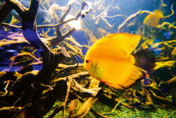 Dimex Vlies Fotótapéta - Beautiful underwater world - 375x250 cm (MS-5-0514)