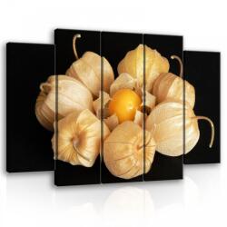 Consalnet Vászonkép, 5 darabos Lampionvirág 150x100 cm méretben (C5-11780S12)