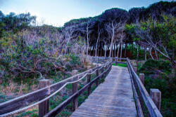 Dimex Vlies Fotótapéta - Pinewood - 375x250 cm (MS-5-0643)