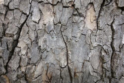 Dimex Vlies Fotótapéta - Bark of tree - 375x250 cm (MS-5-2339)