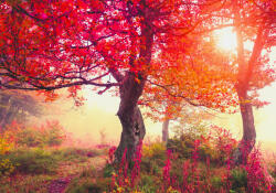 Sverus Fotótapéta Autumn Trees In Carpathians, 312 x 219 cm (SV-32941289-312X219CM)
