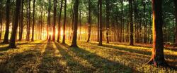 Consalnet Erdő vlies poszter, fotótapéta 2226VEP /250x104 cm/ (2226-VEP)