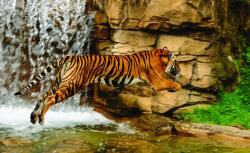 Consalnet Tigris poszter, fotótapéta Vlies (152, 5 x 104 cm) (C1-1963VEL)