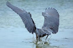 Dimex Vlies Fotótapéta - Reddish egret plunging - 375x250 cm (MS-5-0418)