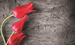 Consalnet Tulipánok poszter, fotótapéta (208 x 146 cm) (C1-282VEXL)
