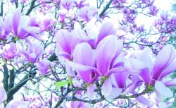 Consalnet Magnólia poszter, fotótapéta, Vlies (104 x 70, 5 cm) (C1-1619VEM)