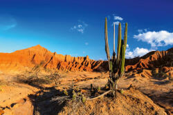 Dimex Vlies Fotótapéta - Cactus in red desert - 375x250 cm (MS-5-1628)
