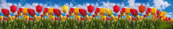 Dimex SPRING TULIP FIELD öntapadós konyhai poszter, 350x60 cm (KI-350-131)