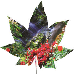 Consalnet Levél formájú vlies poszter, fotótapéta 906VEZ6 /208x208 cm/ (906-VEZ6)