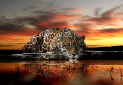 Consalnet Jaguár poszter, fotótapéta (254 x 184 cm) (C1-126V4)