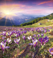 Dimex CROCUSES AT SPRING fotótapéta, poszter, vlies alapanyag, 225x250 cm (MS-3-0064)