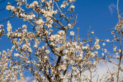 Dimex Vlies Fotótapéta - Almond tree branches - 375x250 cm (MS-5-1842)