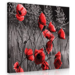 Consalnet Piros pipacsok, vászonkép 40x40 cm méretben (C5-11763O5)