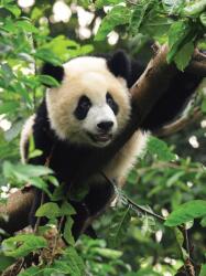 Consalnet Panda poszter, fotótapéta (184 x 254 cm) (C1-3398V4A)