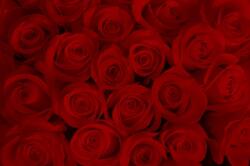 Consalnet Rózsák poszter, fotótapéta Vlies (254 x 184 cm) (C1-240V4)