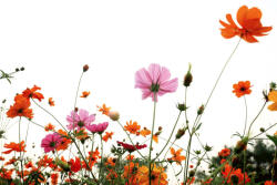 Dimex Vlies Fotótapéta - Colorful blossoms - 375x250 cm (MS-5-1381)