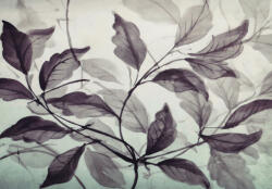 Sverus Fotótapéta Twilight Canopy: An Ethereal Leaf Dance, 312 x 219 cm (SV-866877-312X219CM)