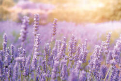 Dimex Vlies Fotótapéta - Mountain lavender - 375x250 cm (MS-5-1389)