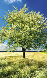 Dimex BLOSSOM TREE fotótapéta, poszter, vlies alapanyag, 150x250 cm (MS-2-0096)