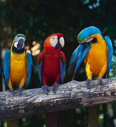 Dimex COLOURFUL MACAW fotótapéta, poszter, vlies alapanyag, 225x250 cm (MS-3-0223)