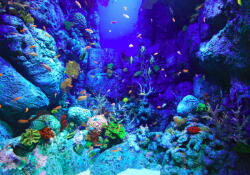 Sverus Fotótapéta Underwater World, 368 x 254 cm (SV-57837603WM-368X254CM)