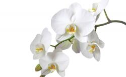 Consalnet Orchidea poszter, fotótapéta (152, 5 x 104 cm) (C1-737VEL)