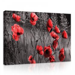 Consalnet Pipacsok, vászonkép, 70x50 cm méretben (C5-11763O7)