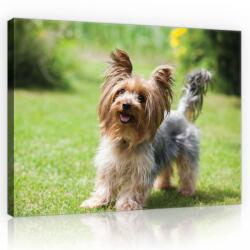 Consalnet Vászonkép, Yorkshire terrier, 100x75 cm méretben (C5-11372O1)