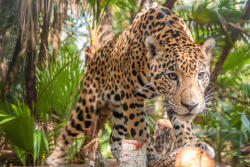 Dimex Vlies Fotótapéta - Jaguar in The Jungle - 375x250 cm (MS-5-0581)