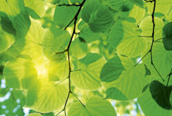 Dimex GREEN LEAVES fotótapéta, poszter, vlies alapanyag, 375x250 cm (MS-5-0107)