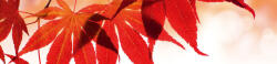 Dimex RED LEAVES öntapadós konyhai poszter, 260x60 cm (KI-260-008)