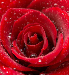 Dimex RED ROSE fotótapéta, poszter, vlies alapanyag, 225x250 cm (MS-3-0138)