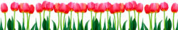 Dimex BED OF TULIPS öntapadós konyhai poszter, 350x60 cm (KI-350-058)