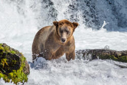 Dimex Vlies Fotótapéta - Brown bear standing in the river - 375x250 cm (MS-5-0439)