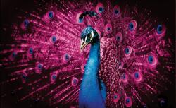 Consalnet Páva poszter, fotótapéta, Vlies (104 x 70, 5 cm) (C1-632VEM)