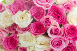 Dimex Vlies Fotótapéta - Pink and white roses - 375x250 cm (MS-5-1335)