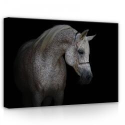Consalnet Ló, vászonkép, 70x50 cm méretben (C5-13596O7)