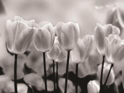 Consalnet Tulipánok poszter, fotótapéta Vlies (312 x 219 cm) (C1-287VEXXL)