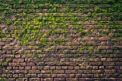 Dimex Vlies Fotótapéta - Brick wall with moss - 375x250 cm (MS-5-2684)