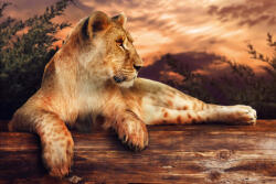 Dimex Vlies Fotótapéta - Lion at sunset - 375x250 cm (MS-5-0563)