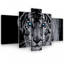 Consalnet Vászonkép, 5 darabos, Tigris 170x100 cm méretben (C5-10202S4A)